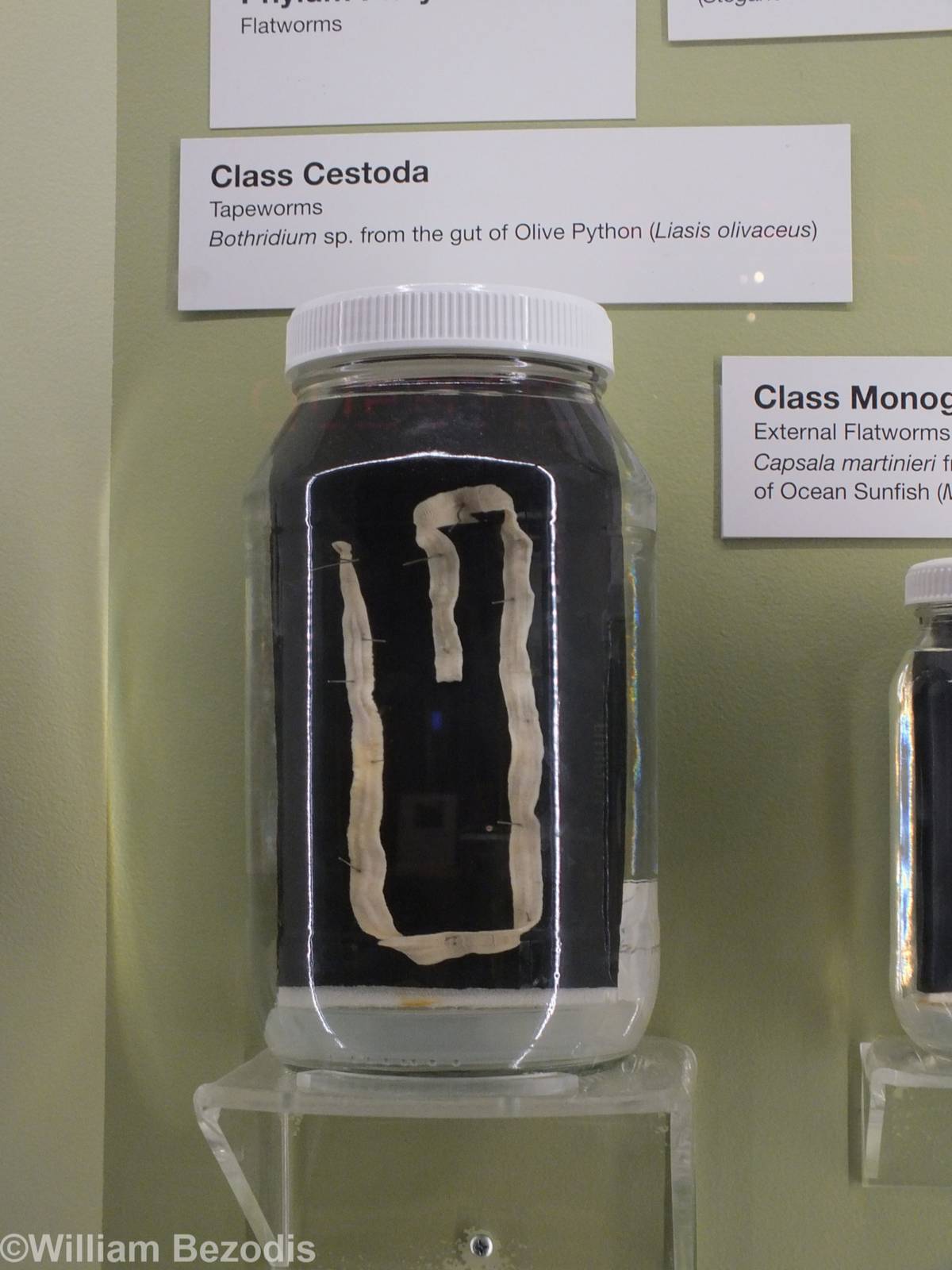 Tapeworm From the Gut of an Olive Python - Queensland Museum