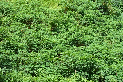 Tapioca plants, Fiji