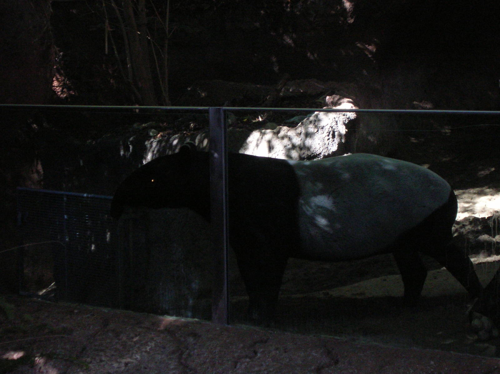 Tapir 1-12-09