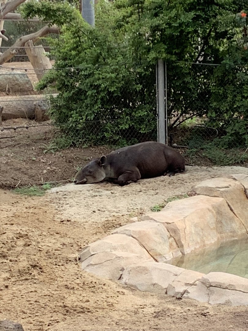 Tapir 10/7/21