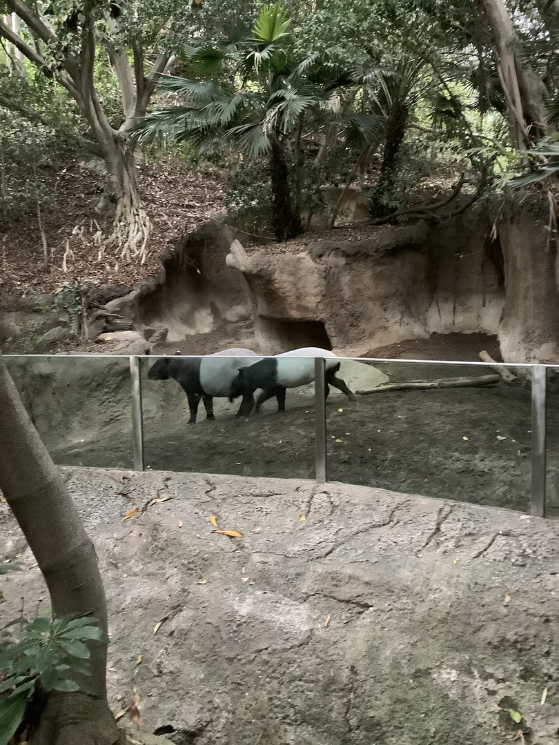 Tapir 10/7/21
