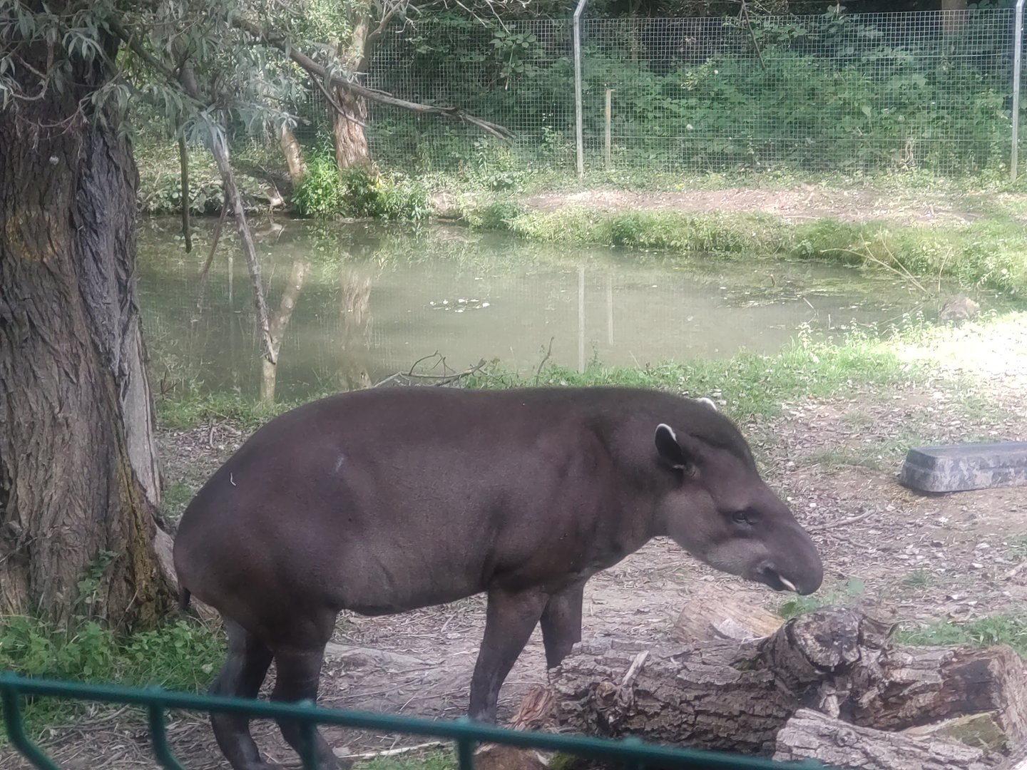 Tapir 3/9/23