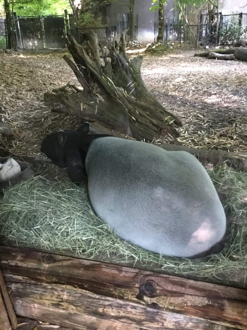 Tapir 8/3/19