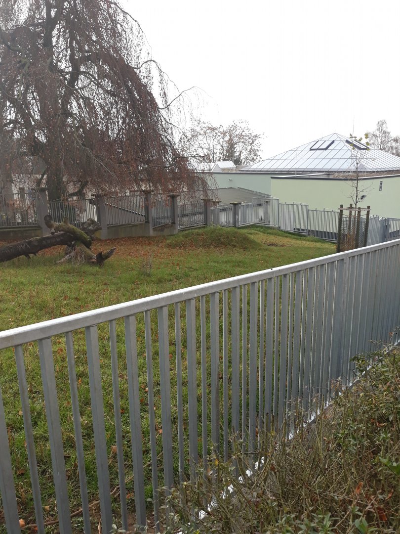 Tapir and anteater outdoors