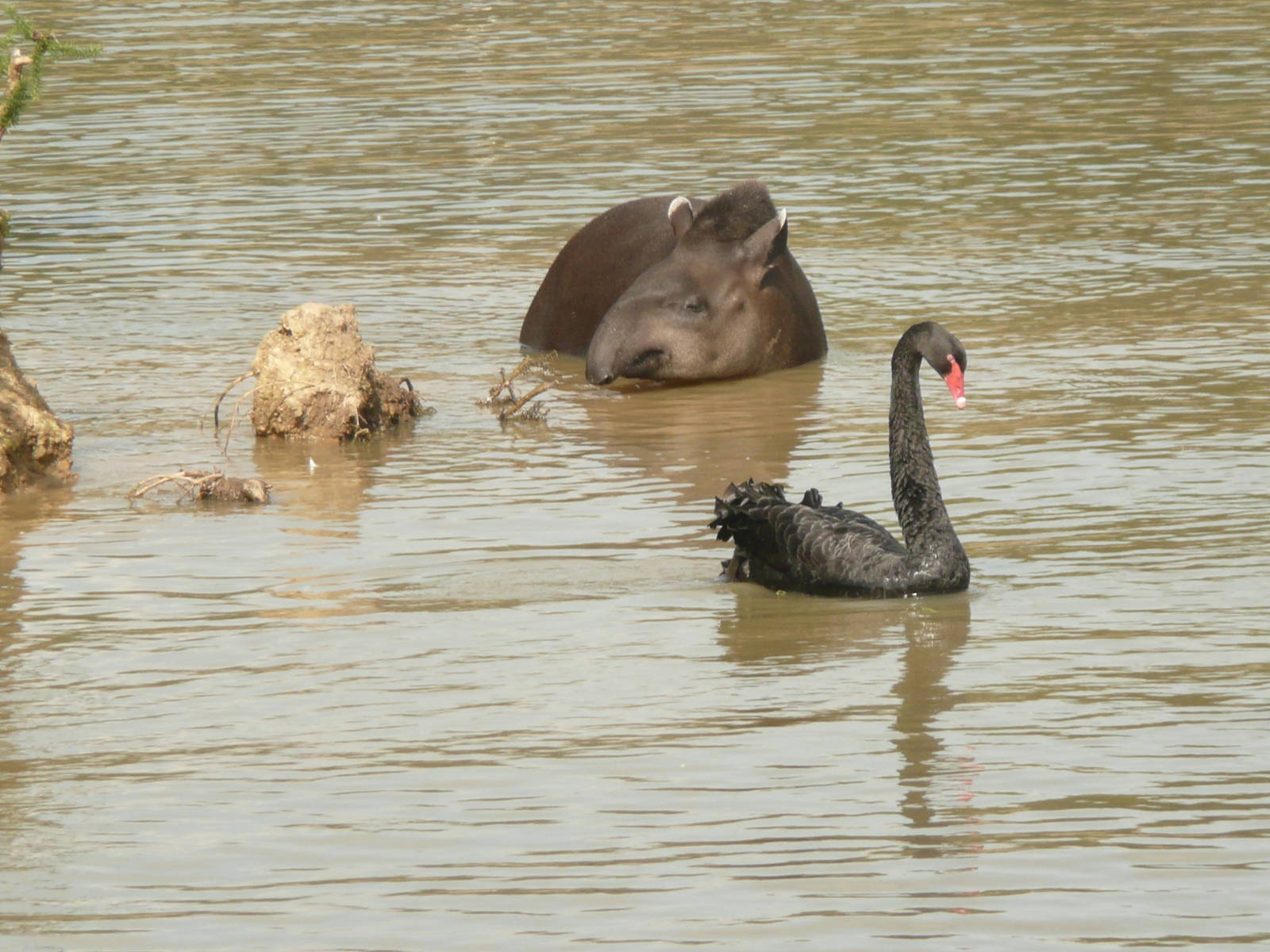 Tapir and black swan in lake