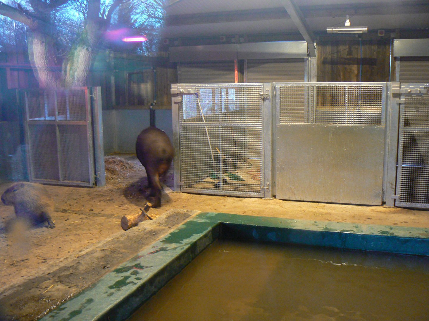 Tapir and Capybara House - 7 January 2018