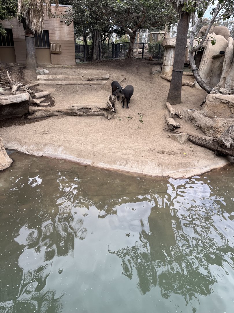 Tapir and capybara mixed exhibit