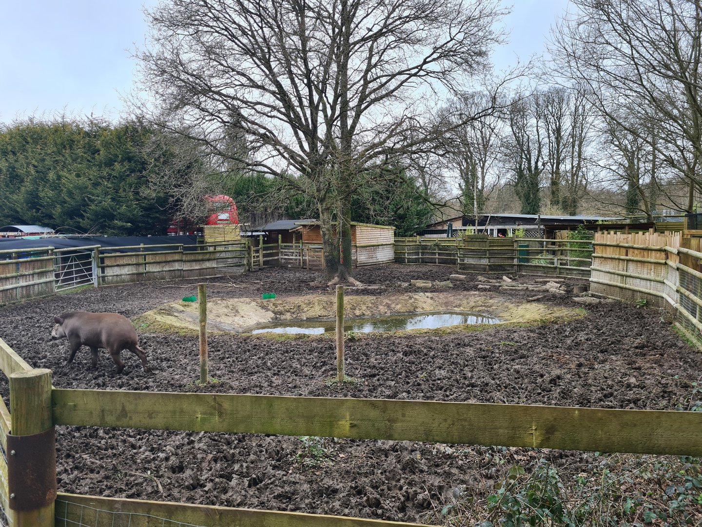 Tapir and Capybara Paddock