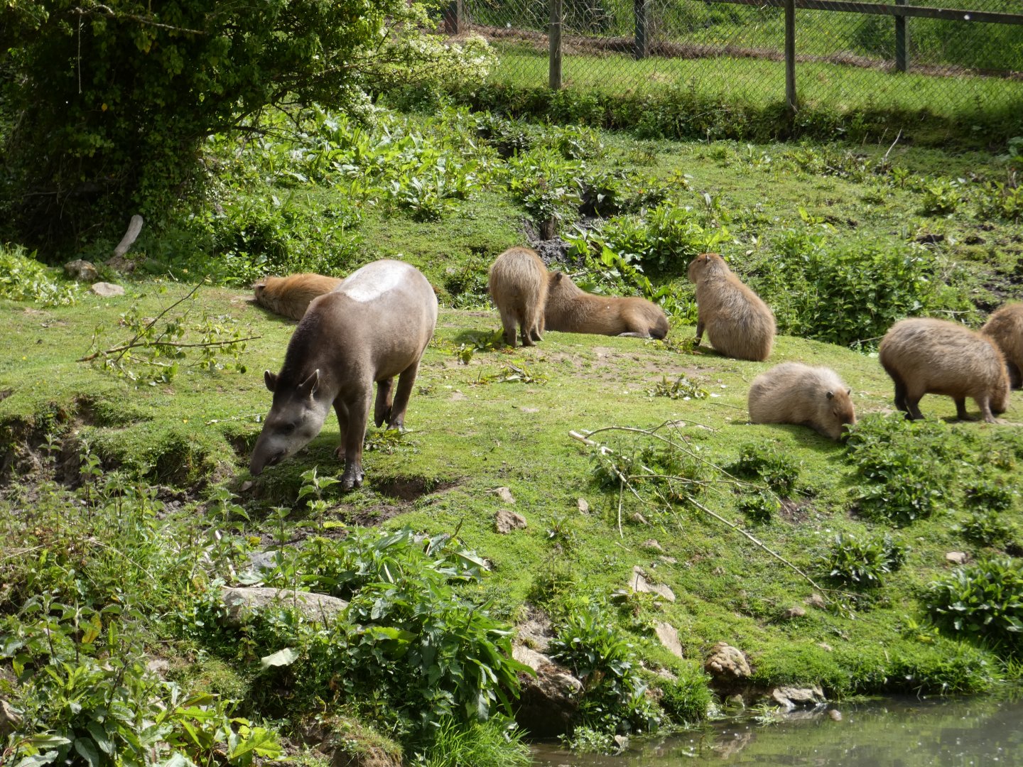 Tapir and Capybara