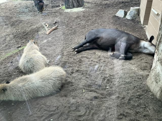 Tapir and Capybara