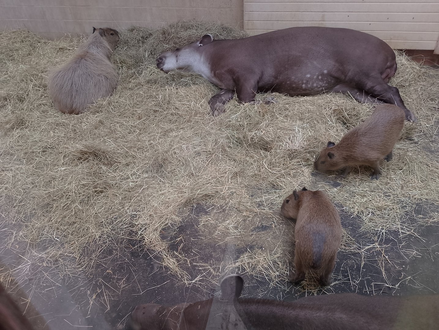 Tapir and capybaras