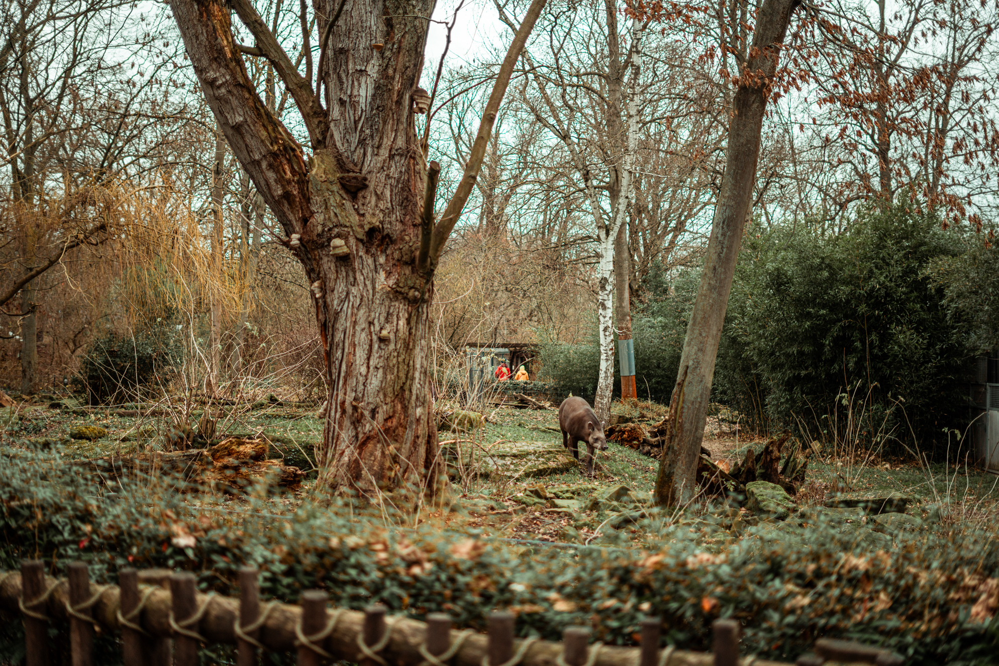 Tapir and coati enclosure
