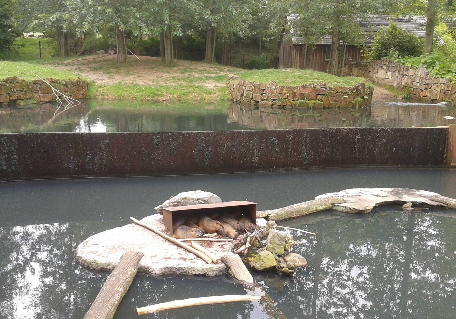 Tapir and Coypu enlosure