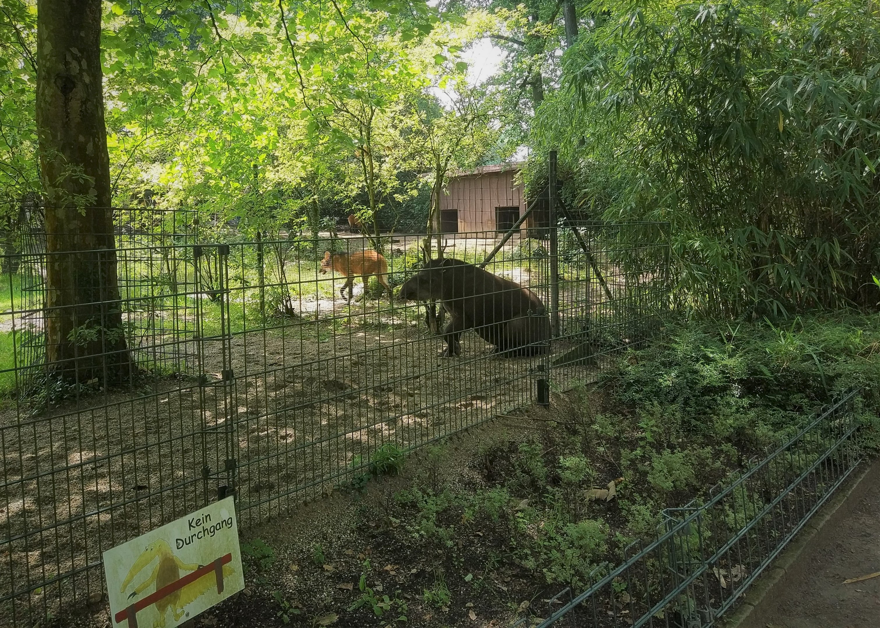 Tapir and Maned Wolf