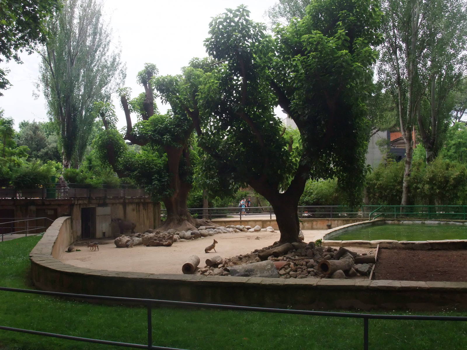 Tapir and Mara Exhibit at Barcelona, 30/05/11