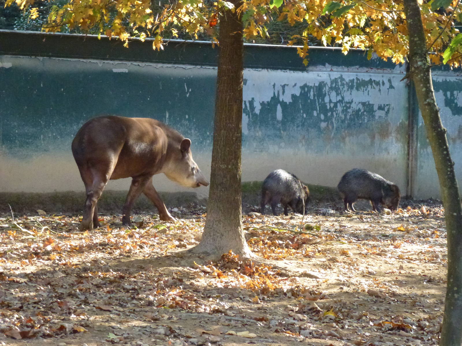 Tapir and peccaries, November 2013.