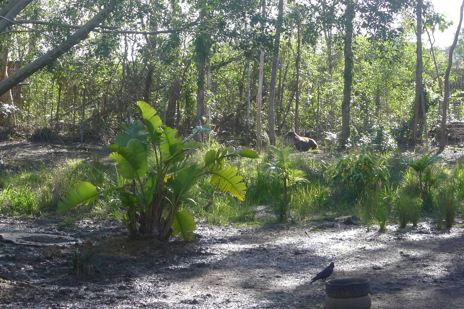 Tapir and Rhea enclosure
