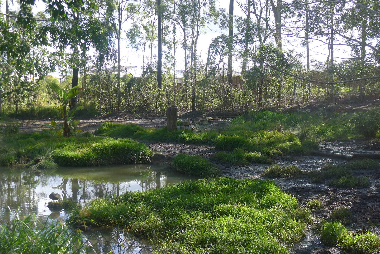 Tapir and Rhea enclosure
