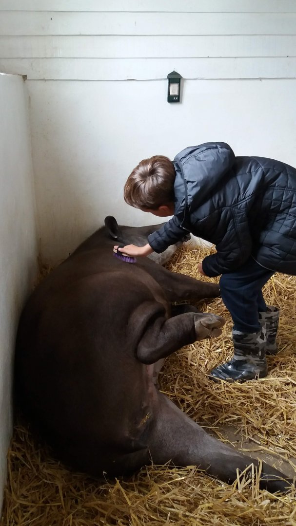 Tapir animal experience