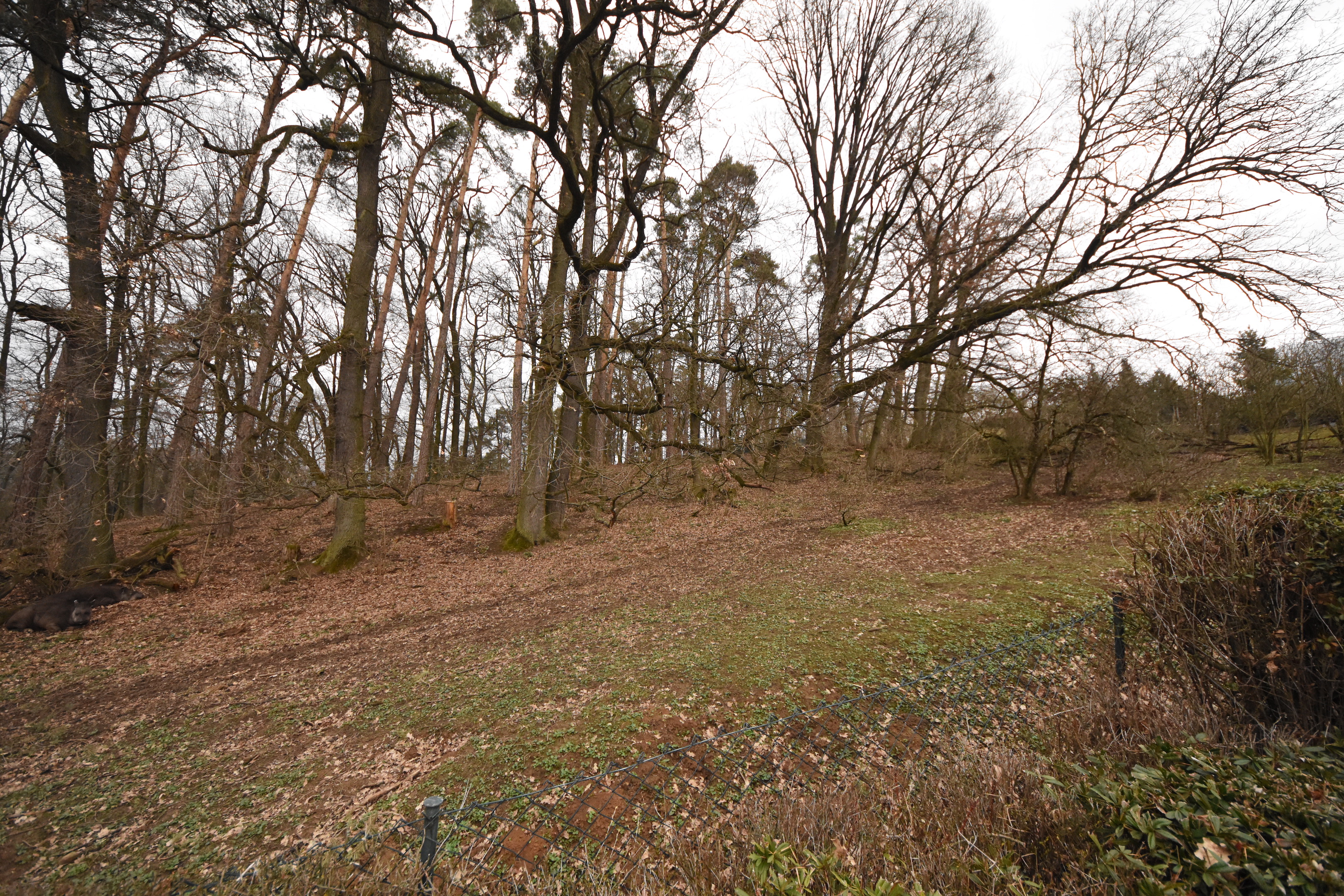 Tapir & Anteater enclosure