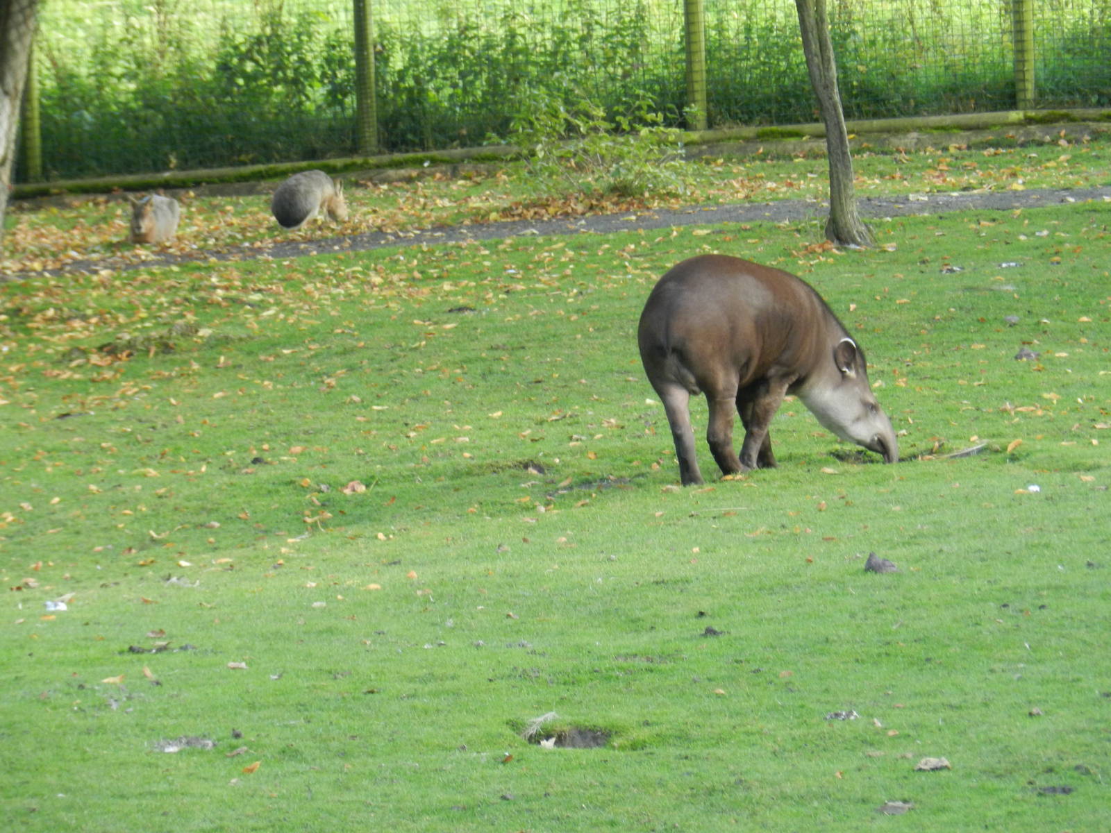 Tapir at Flamingo Land - 14/10/2012