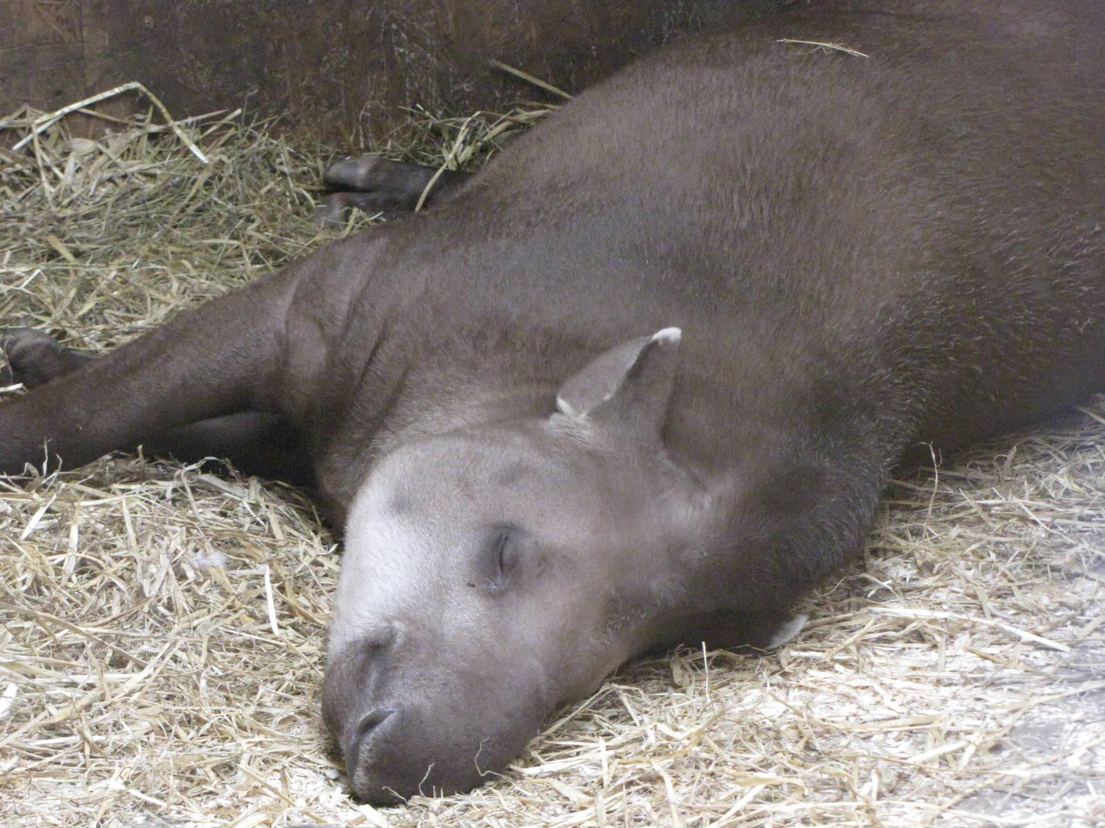 Tapir at Galloway Wildlife Conservation Park