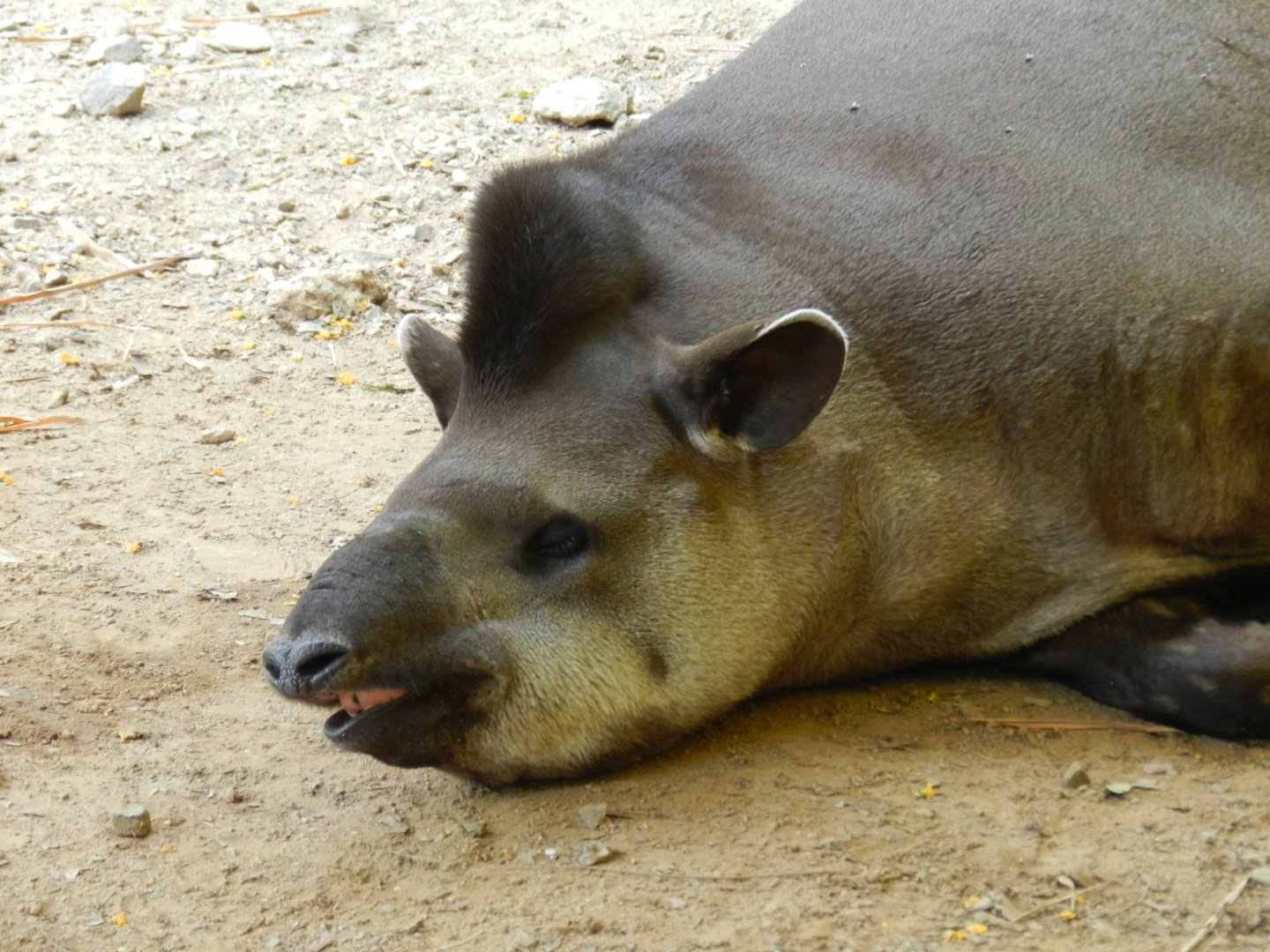 Tapir at rest - Campinas zoo (BDJ)