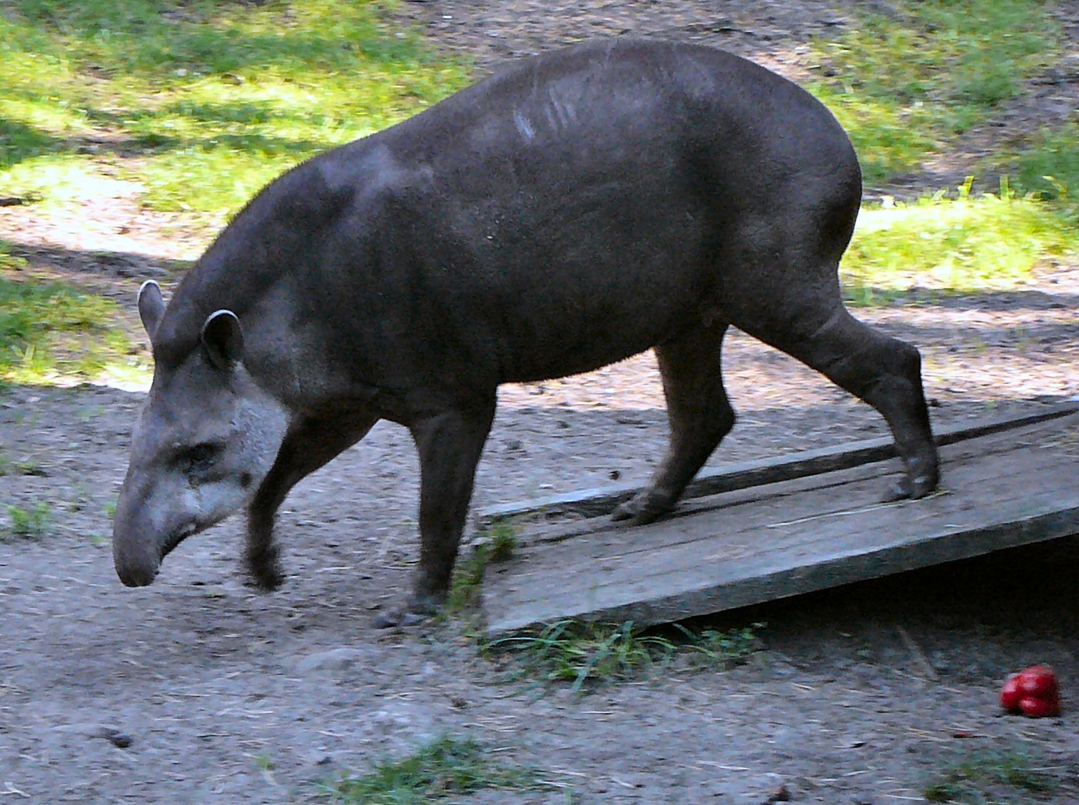 Tapir at Riga Zoo