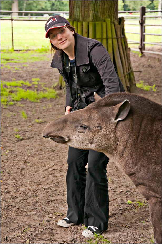 Tapir at Ströhen