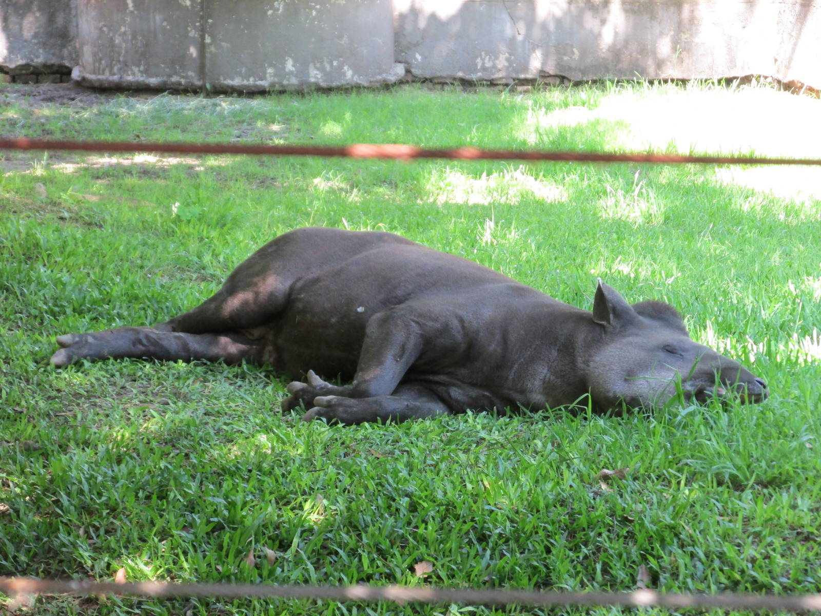 tapir BA zoo