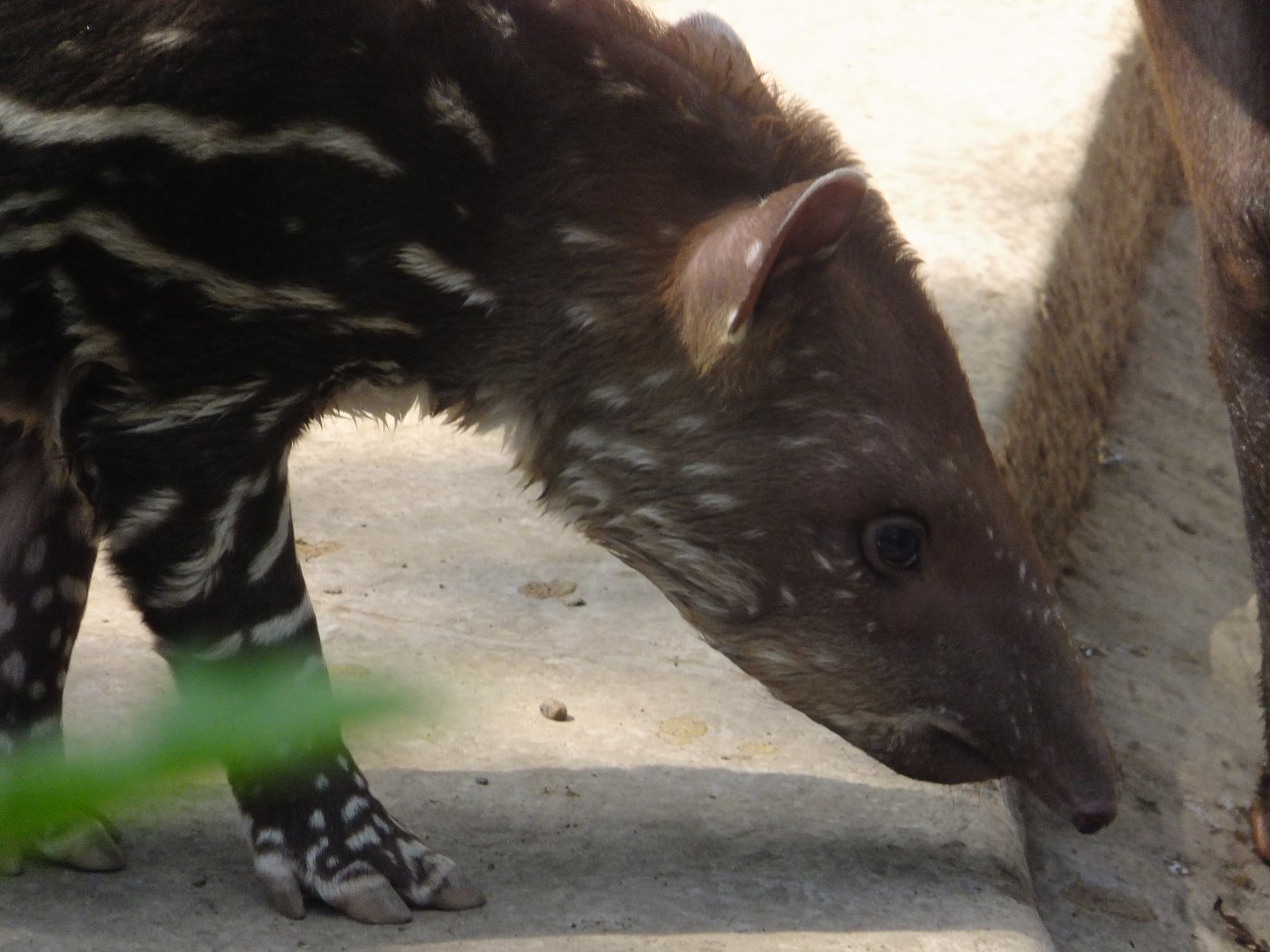 Tapir baby portrait