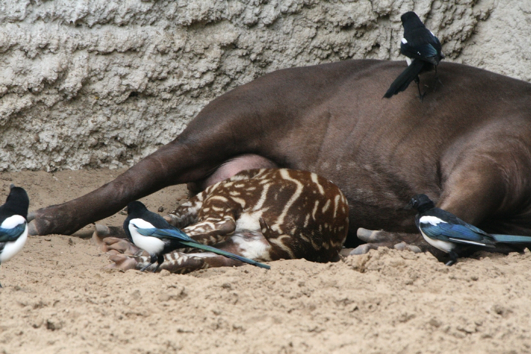 Tapir, Baby Tapir and Magpies
