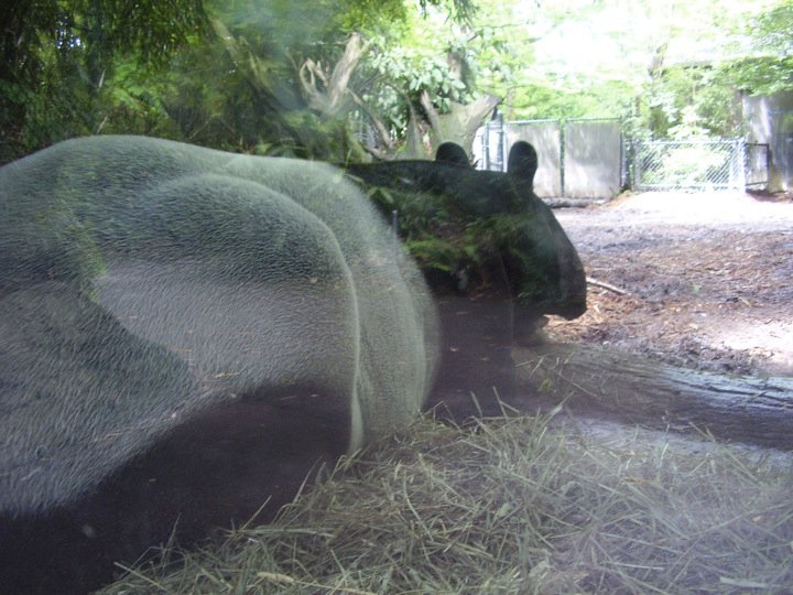 Tapir Behind!