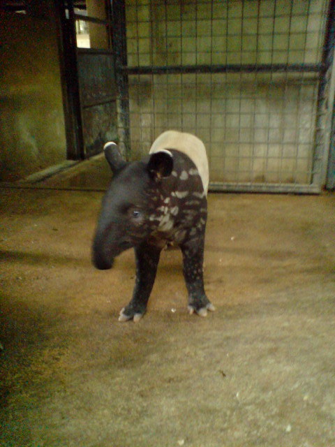 Tapir calf, Singapore Zoo