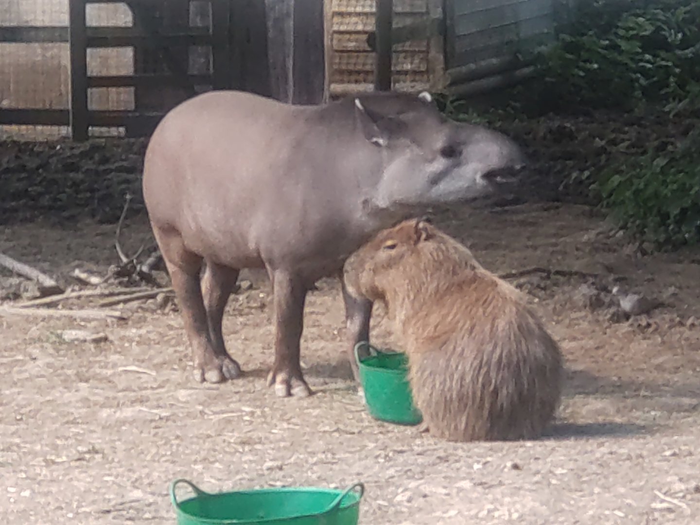 Tapir & Capybara 11/6/23