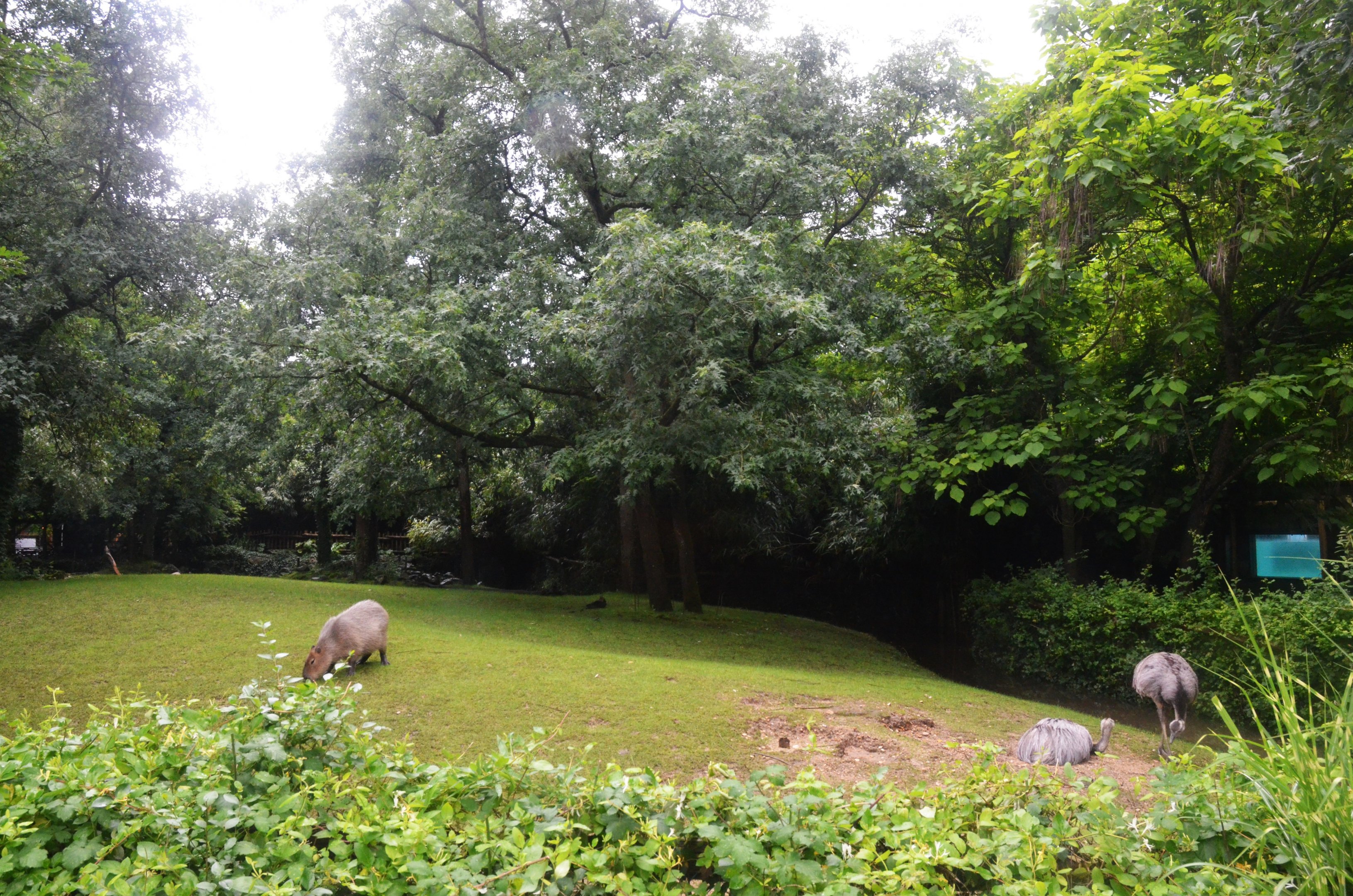 Tapir/Capybara/Anteater/Rhea Enclosure at La Flèche, 11/06/18
