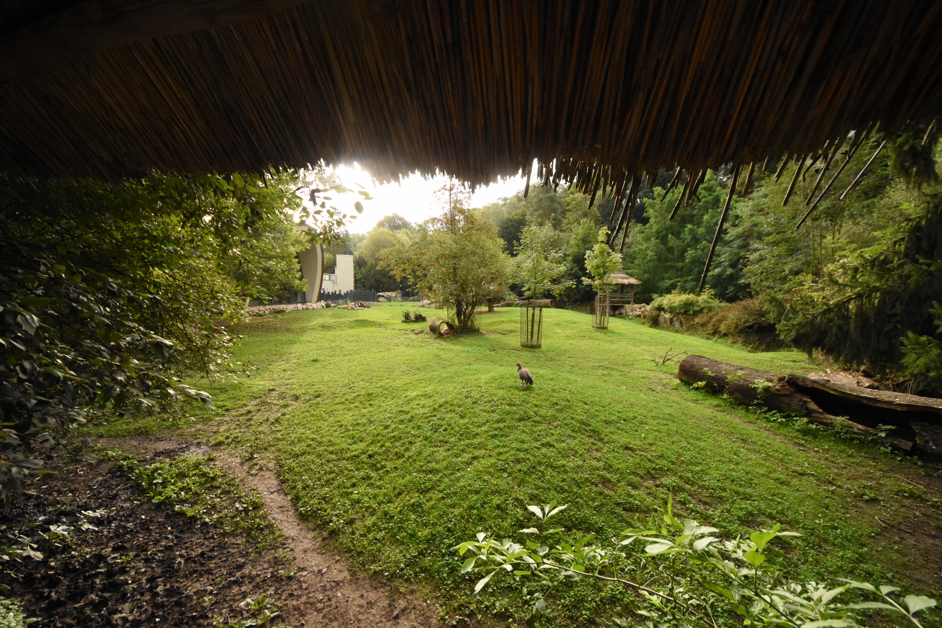 Tapir & Capybara enclosure