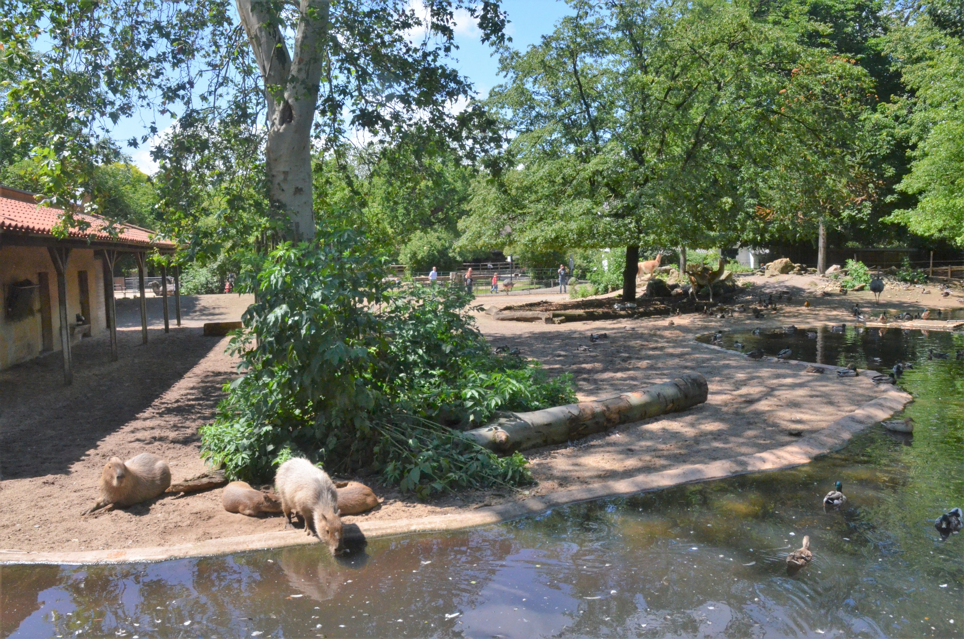 Tapir, Capybara, Guanaco, Rhea, and Waterfowl Enclosure at Krefeld, 15/06/19