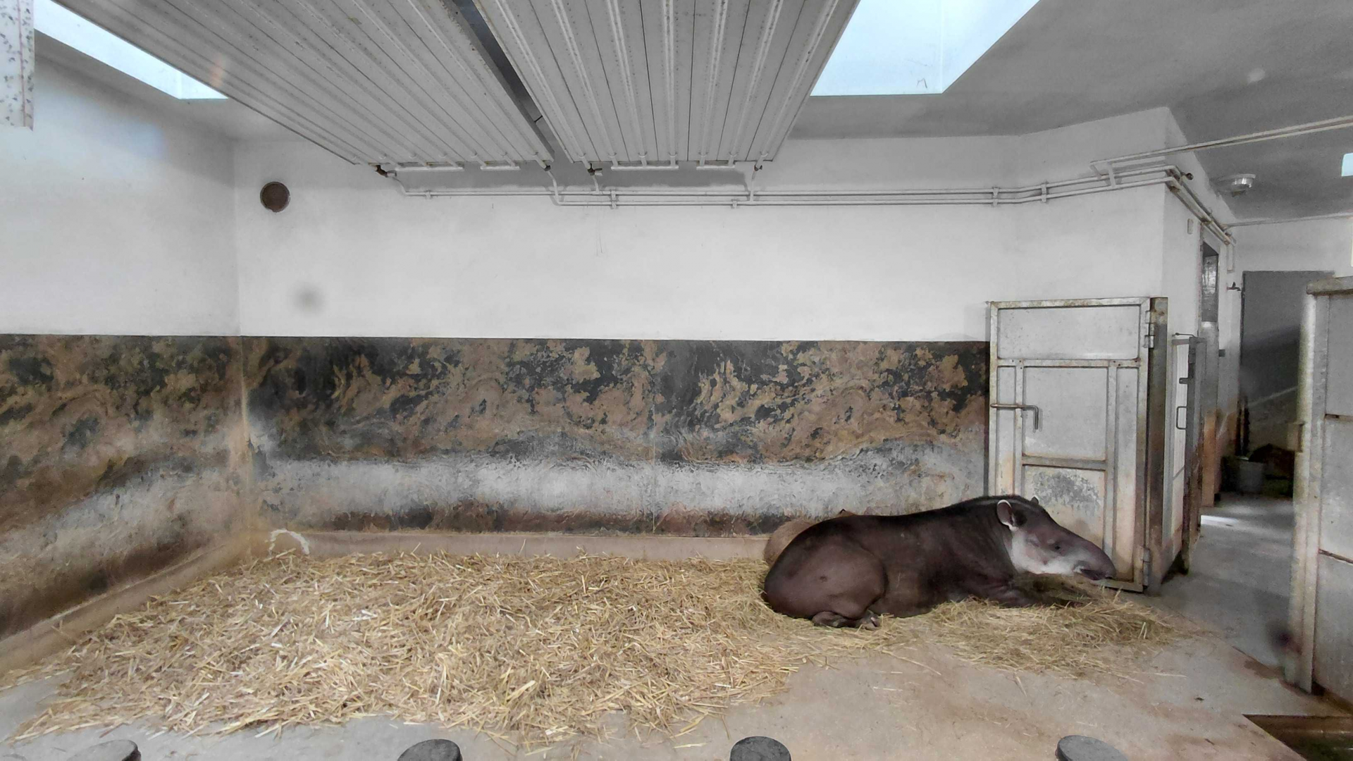Tapir + capybara indoor exhibit