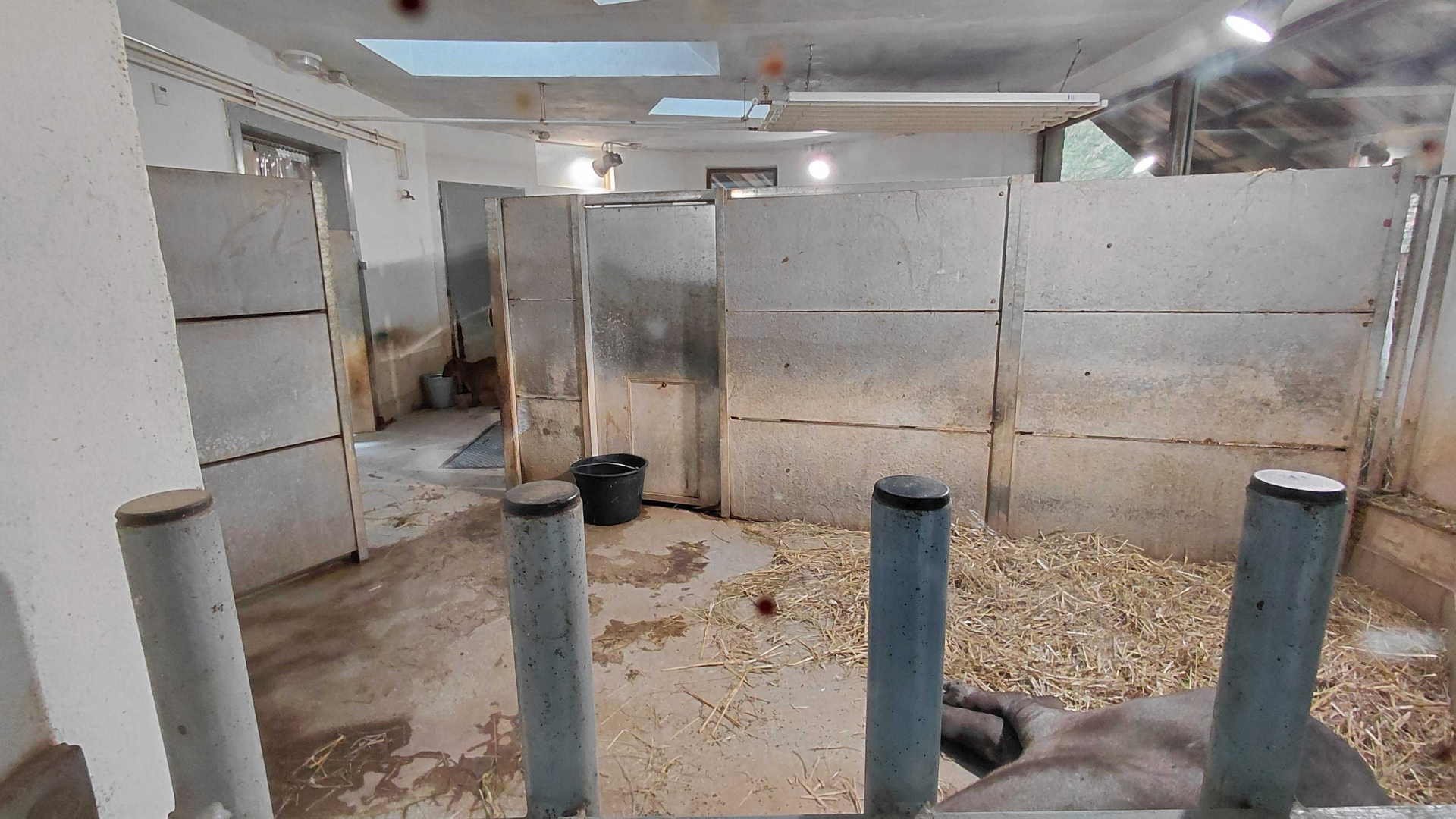 Tapir + capybara indoor exhibit