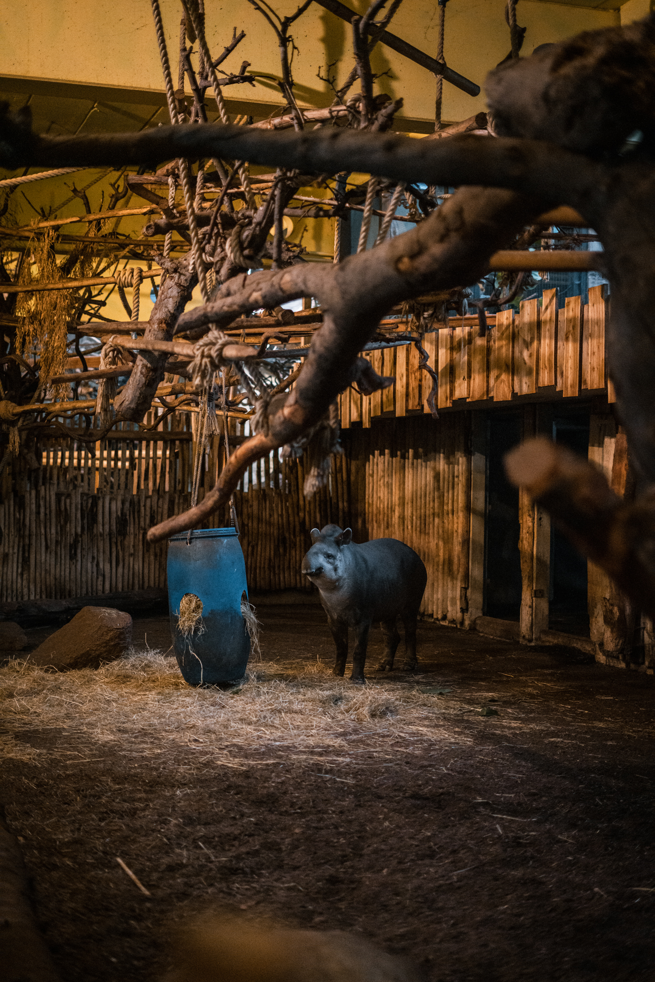 Tapir / Capybara indoor