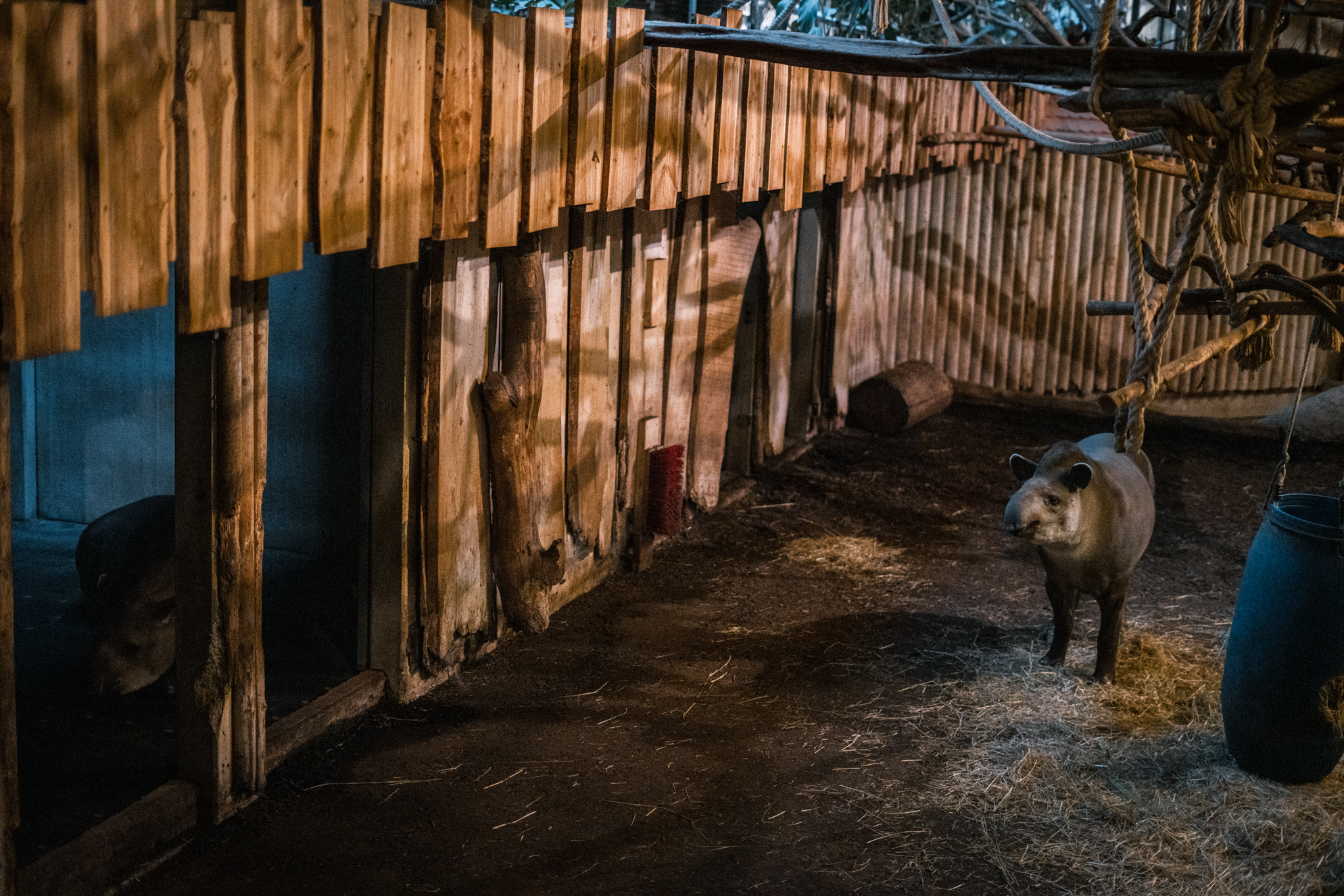 Tapir / Capybara indoor