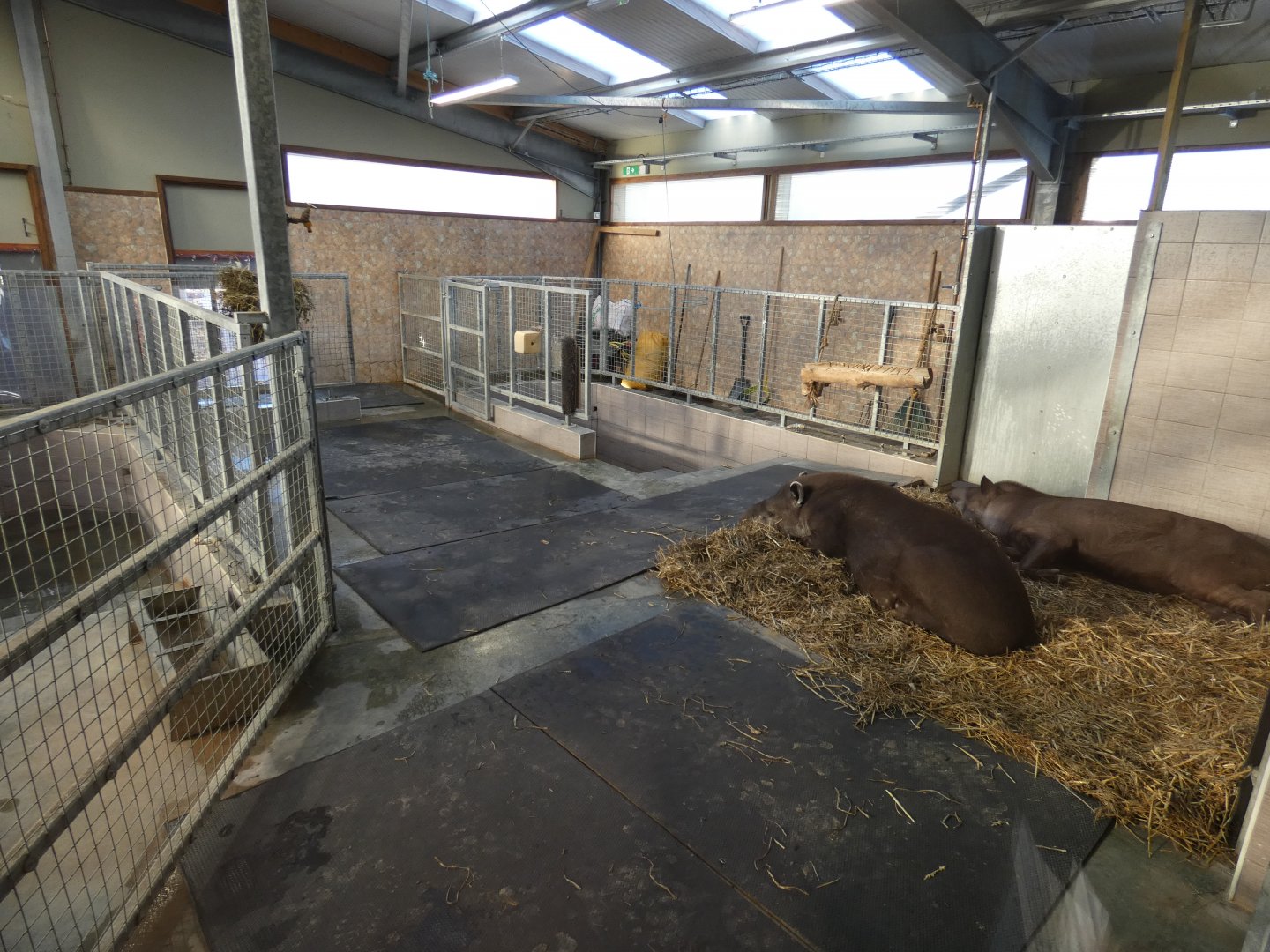 Tapir/Capybara indoors; 'Viva South America' (1)