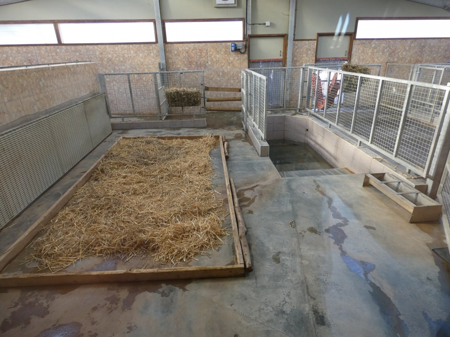 Tapir/Capybara indoors; 'Viva South America' (2)