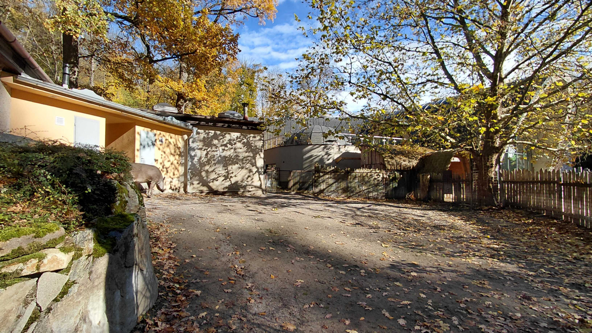 Tapir + capybara paddock