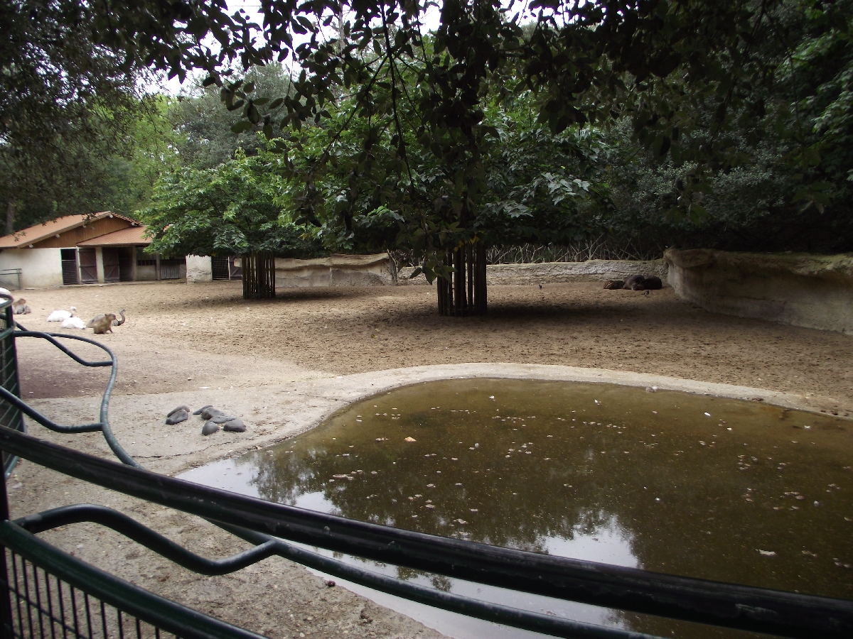 Tapir/Capybara/Rhea Paddock