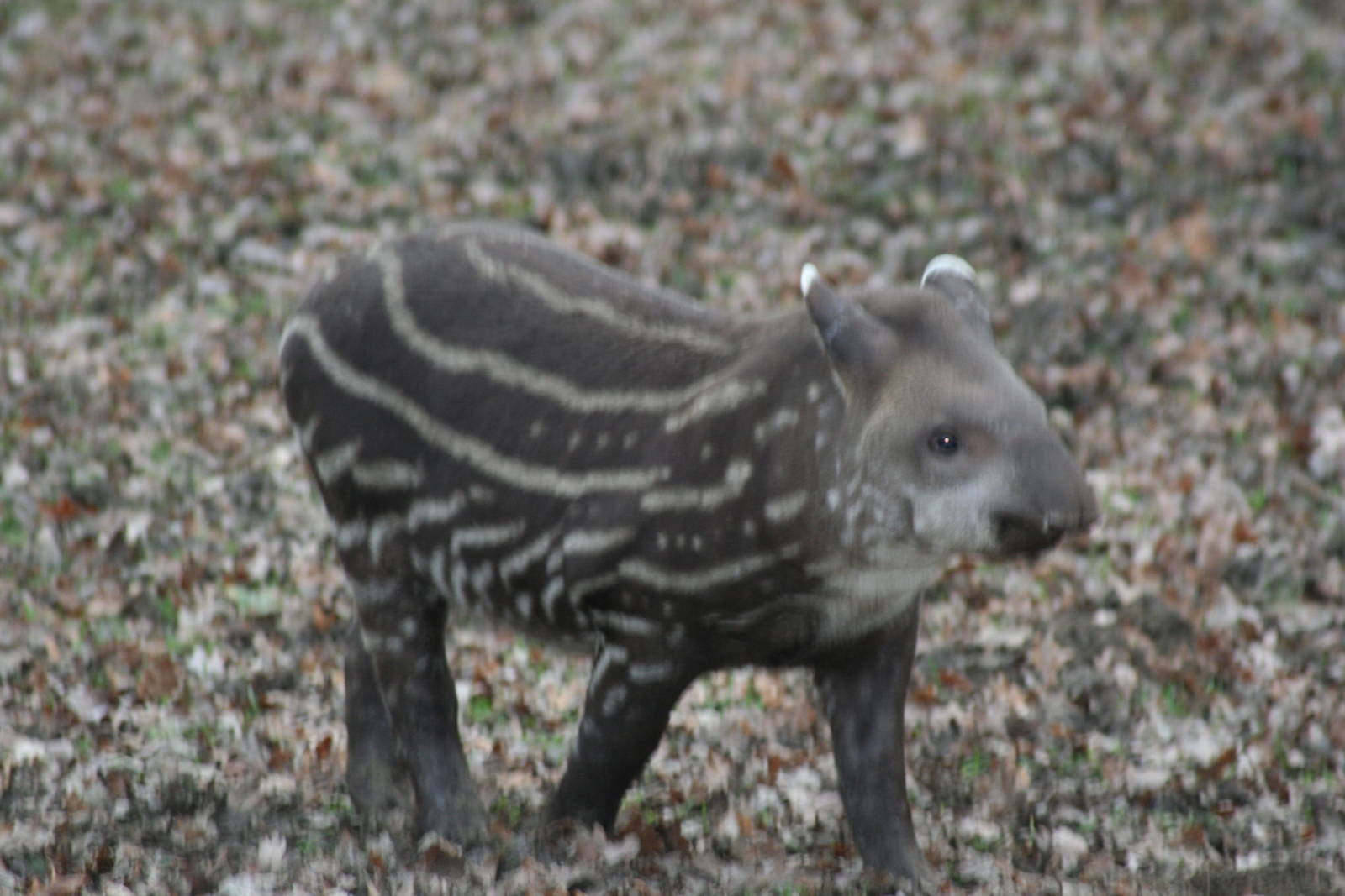 Tapir - Cotswolds 06
