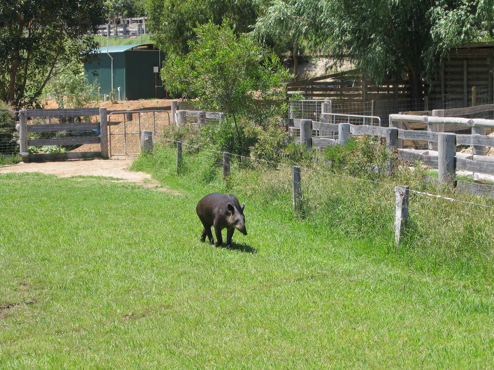 Tapir - Dec 2003