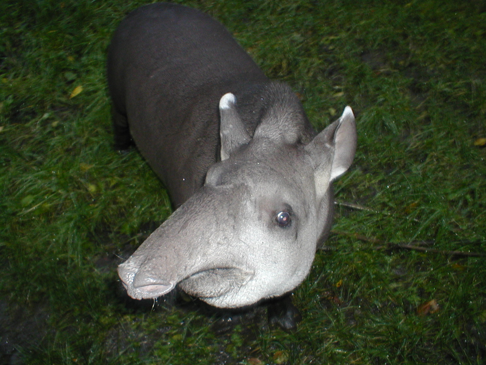 Tapir - Edinburgh 05