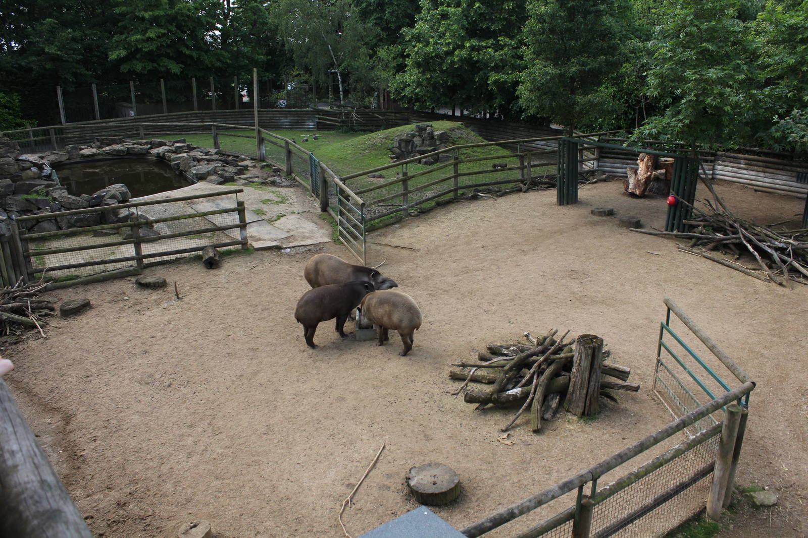 Tapir Enclosure 1-6-14